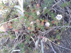 Anisodontea dissecta