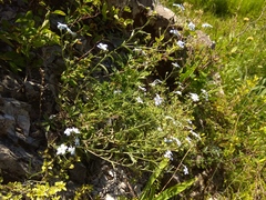 Eritrichium pectinatum