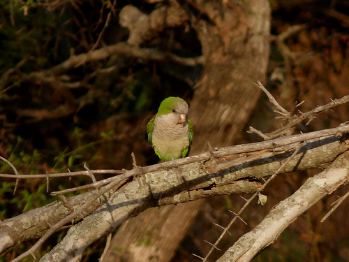 Monk Parakeet