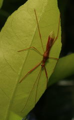 Serendiba