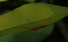 Serendiba