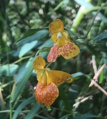 Impatiens capensis