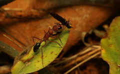Harpegnathos saltator