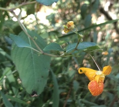 Impatiens capensis