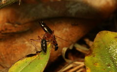 Harpegnathos saltator