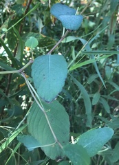 Impatiens capensis