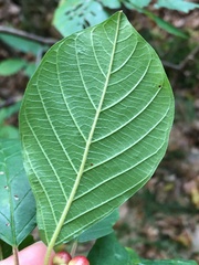 Frangula alnus