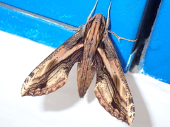 Xylophanes ceratomioides