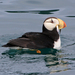 Horned Puffin - Photo (c) Alexander Viduetsky, some rights reserved (CC BY-NC), uploaded by Alexander Viduetsky