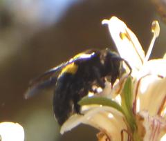 Justicia adhatodoides