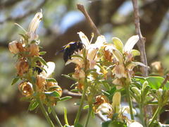 Justicia adhatodoides