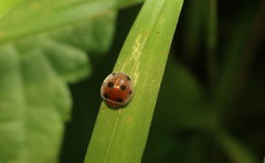 Afidentula bisquadripunctata