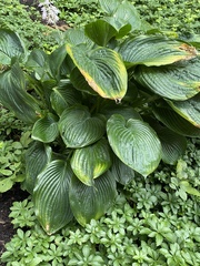 Hosta