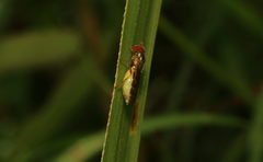 Melanostoma univittatum