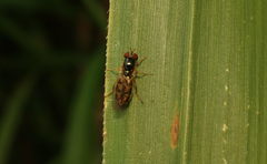 Melanostoma univittatum