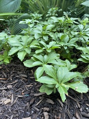 Pachysandra terminalis
