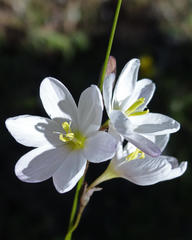 Ixia orientalis
