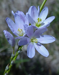 Ixia orientalis