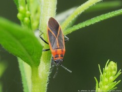 Ochrimnus lineoloides