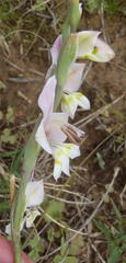 Gladiolus virescens