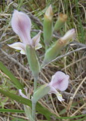 Gladiolus virescens