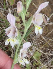 Gladiolus virescens