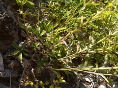 Eritrichium pectinatum