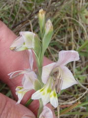 Gladiolus virescens
