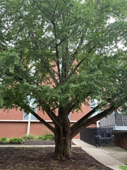 Ginkgo biloba
