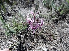 Pelargonium dipetalum