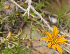 Gorteria integrifolia