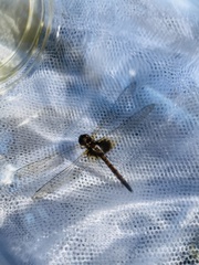 Macrodiplax balteata