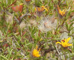 Gorteria integrifolia