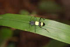 Mecometopus bicinctus