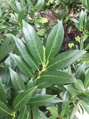 Prunus laurocerasus