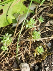 Sedum hispanicum