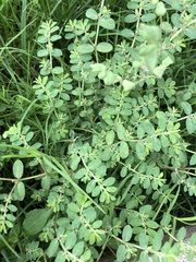 Euphorbia prostrata