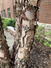 Betula papyrifera