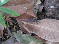 Probergrothius sanguinolens