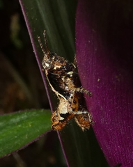 Eujivarus meridionalis