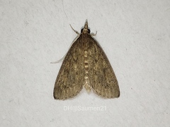Odontiinae