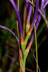 Thereianthus spicatus