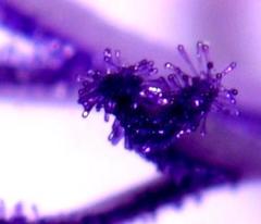 Thereianthus spicatus