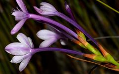 Thereianthus spicatus