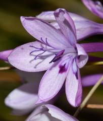 Thereianthus spicatus