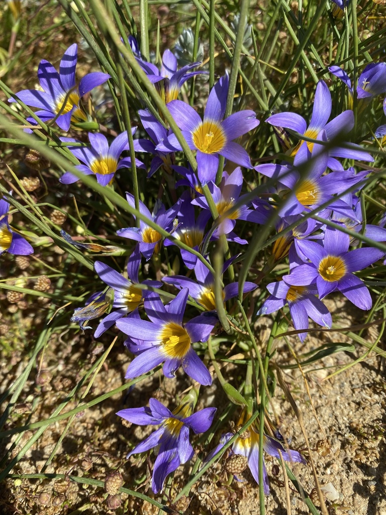Romulea tabularis, Bokkom, Velddrif, WC, ZA