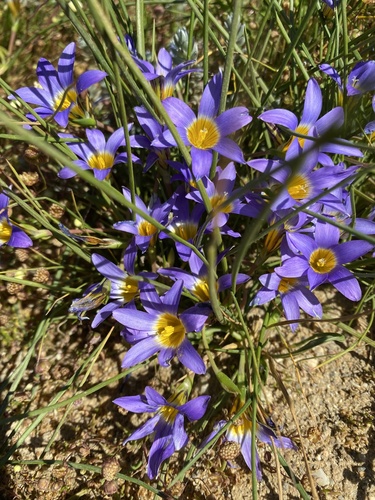 Romulea tabularis