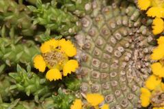 Euphorbia flanaganii