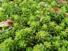 Sedum album