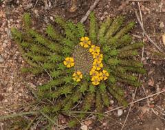 Euphorbia flanaganii